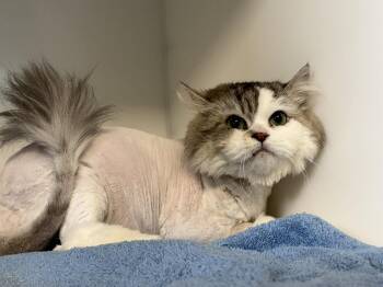 Domestic Medium Hair Cats Available for Adoption in Delson, Quebec - Bebe Loup | PetCurious