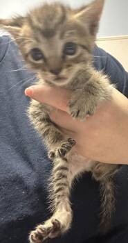 Verbena -  Domestic Short Hair Cat for Adoption in Chamblee, Georgia - Verbena | PetCurious