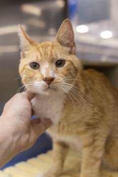 Maxx -  Tabby Cat for Adoption in Millville, Utah - Maxx | PetCurious