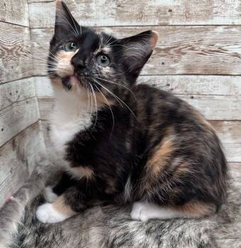 Layla -  Domestic Short Hair Cat Available for Adoption in Lexington, Kentucky - Layla | PetCurious