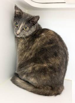 Meridah -  Domestic Short Hair Cat for Adoption in Rochester, Indiana - Meridah | PetCurious