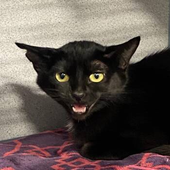Cordelia -  Domestic Short Hair Cat for Adoption in Sheridan, Wyoming - Cordelia | PetCurious