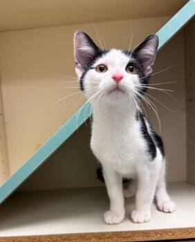 Domestic Short Hair Cats Available for Adoption - Popkorn | PetCurious