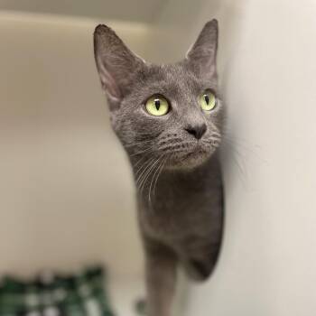 Marci -  Domestic Short Hair Cat for Adoption in Champaign, Illinois - Marci | PetCurious