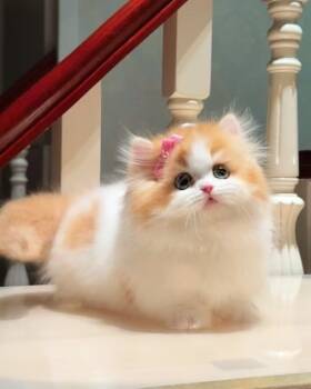 Molly  -  Munchkin Cat for Adoption in Dallas, Texas - Molly  | PetCurious