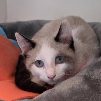 Hagar -  Siamese Cat for Adoption in Cumming, Georgia - Hagar | PetCurious