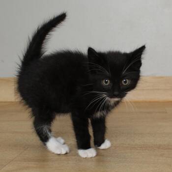 Graystripe C69288 -  Domestic Short Hair Cat for Adoption in Minnetonka, Minnesota - Graystripe C69288 | PetCurious