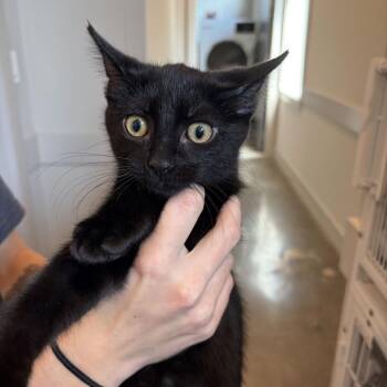 Gumbo -  Domestic Short Hair Cat for Adoption in Louisville, Kentucky - Gumbo | PetCurious