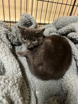 Rescue Domestic Short Hair Cats for Adoption in Duxbury, Massachusetts - Bronte | PetCurious