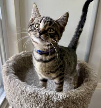Randall Houston -  Domestic Short Hair Cat for Adoption in Ashland, Ohio - Randall Houston | PetCurious