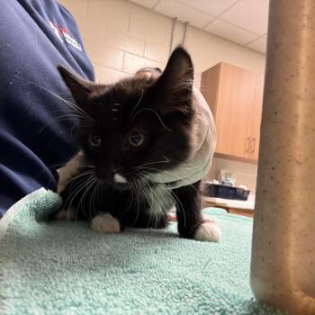 Ebi -  Domestic Short Hair Cat for Adoption in Reno, Nevada - Ebi | PetCurious