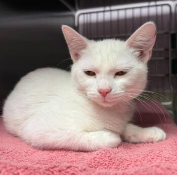 Itzel -  Domestic Short Hair Cat for Adoption in Vancouver, Washington - Itzel | PetCurious