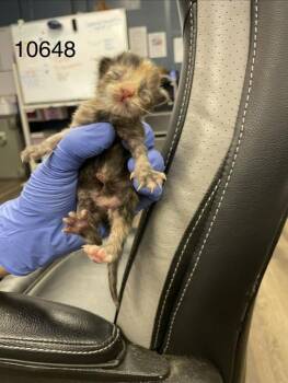 10648 -  American Shorthair Cat for Adoption in Victorville, California - 10648 | PetCurious