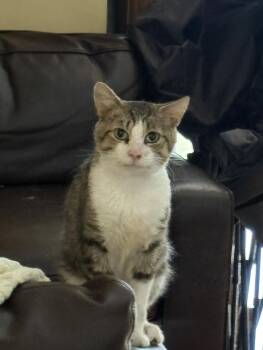 Charlie -  Domestic Short Hair Cat for Adoption in Pittsburgh, Pennsylvania - Charlie | PetCurious