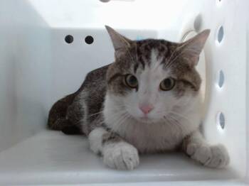 MACK -  Domestic Medium Hair and Domestic Short Hair Cat for Adoption in Albuquerque, New Mexico - MACK | PetCurious