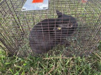 Rescue Domestic Short Hair Cats for Adoption in Houston, Texas - KARMA | PetCurious