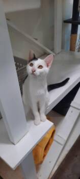 Rescue Domestic Short Hair Cats for Adoption in Metropolis, Illinois - Sparks | PetCurious