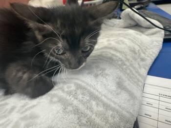 Rescue Domestic Short Hair Cats for Adoption in Gun Barrel City, Texas - Captain Britain | PetCurious