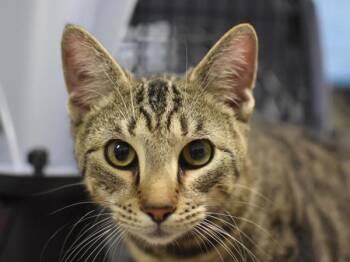 Gizmo -  Domestic Short Hair Cat for Adoption in Portland, Oregon - Gizmo | PetCurious