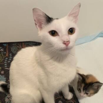 Bunny F-21630 -  Domestic Short Hair Cat for Adoption in Oklahoma City, Oklahoma - Bunny F-21630 | PetCurious