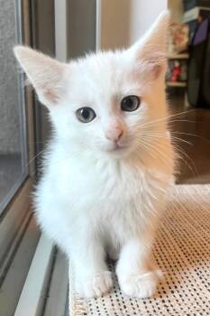 Domestic Short Hair Cats Available for Adoption in Campbell, California - Soju | PetCurious