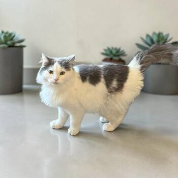 Magical Unicorn -  Domestic Long Hair Cat Available for Adoption in Mount Laurel Township, New Jersey - Magical Unicorn | PetCurious