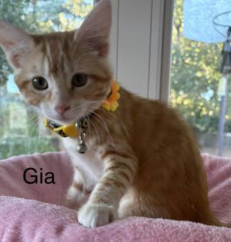 Gia -  Tabby Cat for Adoption in Oakley, California - Gia | PetCurious