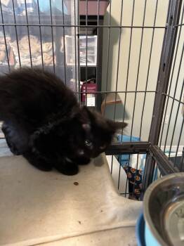 Yang -  Domestic Medium Hair Cat for Adoption in Alafaya, Florida - Yang | PetCurious