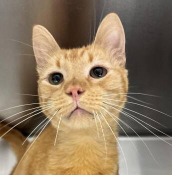Mike -  Domestic Short Hair Cat for Adoption in Golden, Colorado - Mike | PetCurious