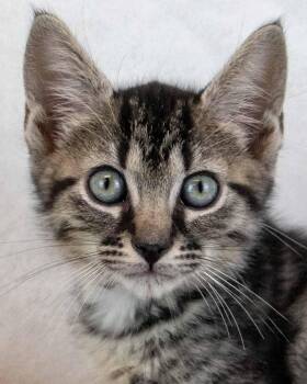 Dingo -  Domestic Short Hair and Tabby Cat for Adoption in Kennesaw, Georgia - Dingo | PetCurious