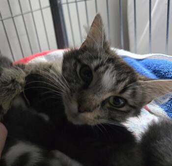 Carissa -  Domestic Medium Hair Cat for Adoption in Dickson, Tennessee - Carissa | PetCurious