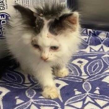 Penguin -  Domestic Long Hair Cat for Adoption in Ottawa, Kansas - Penguin | PetCurious