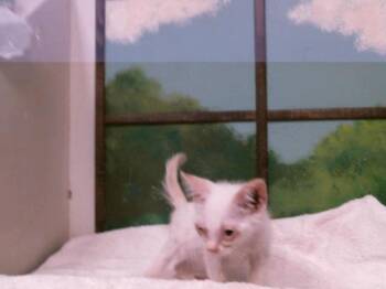 SAVANNAH -  Domestic Short Hair Cat for Adoption in Houston, Texas - SAVANNAH | PetCurious