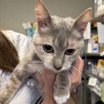 Bella C70001 -  Domestic Short Hair Cat for Adoption in Minnetonka, Minnesota - Bella C70001 | PetCurious