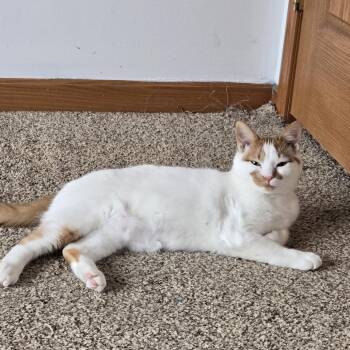Domestic Short Hair Cats Available for Adoption in Eaton Rapids, Michigan - Cotton Wool Blanket | PetCurious