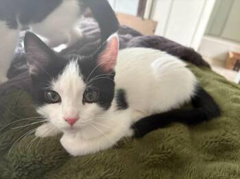 Domestic Short Hair Cats Available for Adoption in Millcreek, Utah - Destroying Angel | PetCurious