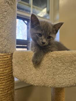 Rescue Russian Blue Cats for Adoption in Boonville, Missouri - Shadow | PetCurious