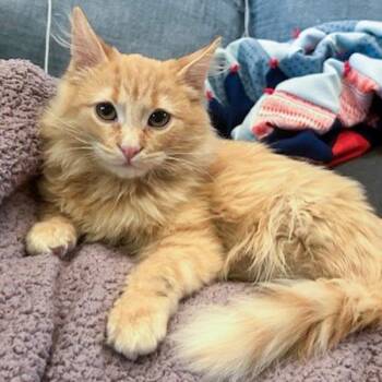Domestic Medium Hair Cats Available for Adoption - Funyun -- Bonded Buddy With Biscuit | PetCurious