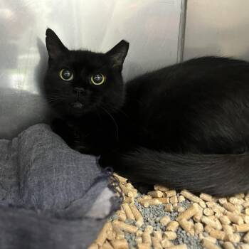 Trestle -  Domestic Short Hair Cat for Adoption in Lyndhurst, Virginia - Trestle | PetCurious