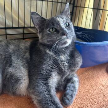 Sylvie -  Domestic Short Hair Cat for Adoption in New Fairfield, Connecticut - Sylvie | PetCurious