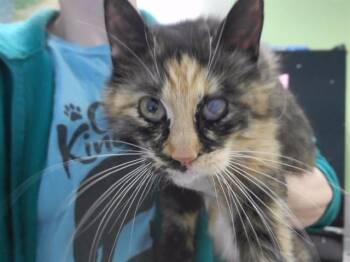 SNICKERS -  Domestic Short Hair Cat for Adoption in Omaha, Nebraska - SNICKERS | PetCurious