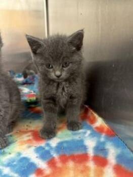 Domestic Short Hair Cats Available for Adoption in Black River Falls, Wisconsin - Ash | PetCurious