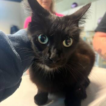 Cypress +3 -  Domestic Short Hair Cat for Adoption in Huntington, West Virginia - Cypress +3 | PetCurious