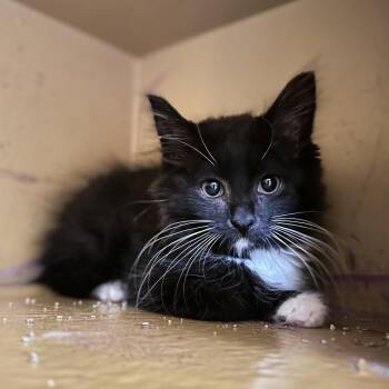 Sulley -  Domestic Long Hair Cat for Adoption in Spokane, Washington - Sulley | PetCurious