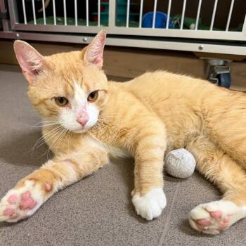 Domestic Short Hair Cats Available for Adoption in Middlebury, Vermont - Emu | PetCurious