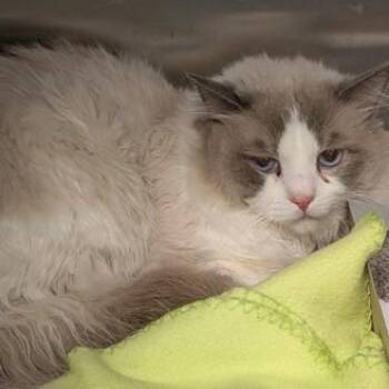 Jason -  Ragdoll Cat for Adoption in Philadelphia, Pennsylvania - Jason | PetCurious
