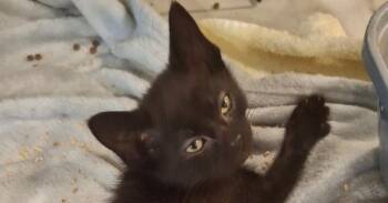 Bumper Car P. -  Domestic Short Hair Cat for Adoption in West Peoria, Illinois - Bumper Car P. | PetCurious