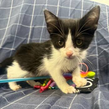 Wonder Woman -  American Shorthair Cat Available for Adoption in Brea, California - Wonder Woman | PetCurious