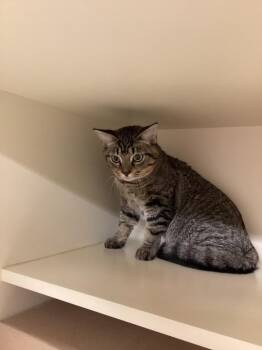 Mr Boy -  Domestic Short Hair Cat for Adoption in Bloomington, Indiana - Mr Boy | PetCurious