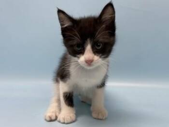 Junior -  Domestic Short Hair Cat for Adoption in Golden Valley, Minnesota - Junior | PetCurious